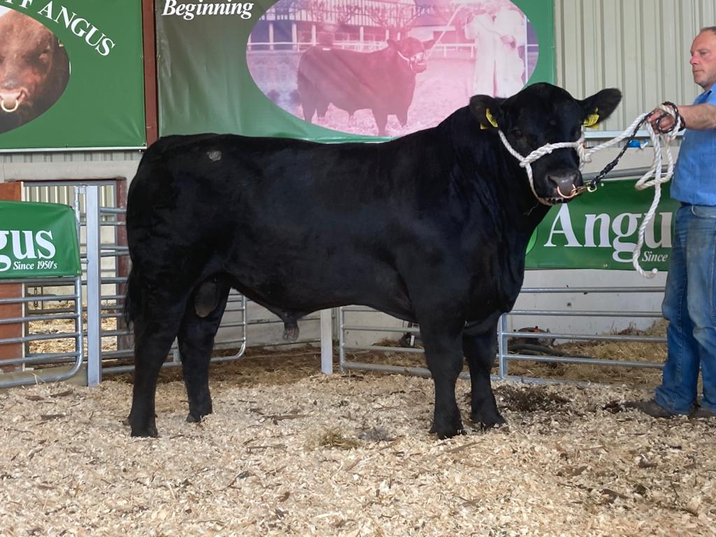 Lot 11: Lisduff Delboy V771 sold for €6,000