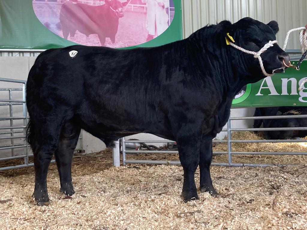 Lot 14: Lisduff Lilly ED W780 sold for €4,500