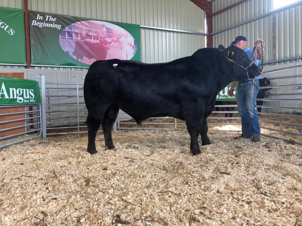 Lot 4: Lisduff Khaled sold for €5,200