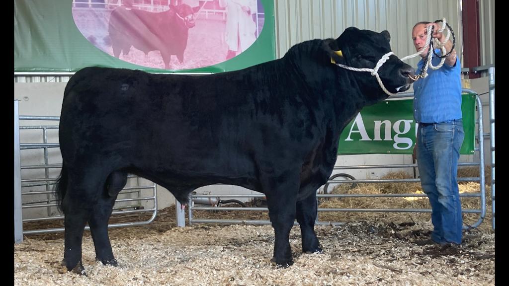 Lot 6: Lisduff Duke V732 sold for €4,900