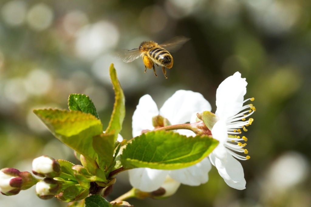 Bees collecting nectar from blooming white apple trees. The UN has designated May 20 as World Bee Day