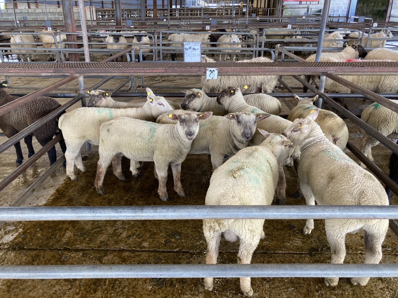 These 42.6kg spring lambs on offer at Roscommon Mart on Wednesday last sold for €152/head