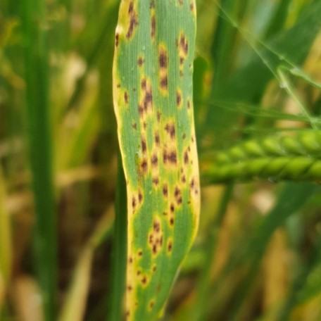 Every fungicide, including ELATUS ERA, will need help with Ramularia control