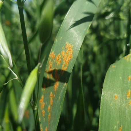 Don’t cut corners when it comes to crown rust as poor control will be punished with a big yield penalty