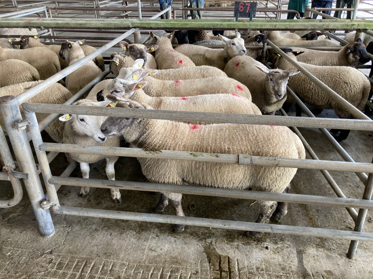 These 50.5kg lambs sold for €165/head at Athenry Mart on Monday