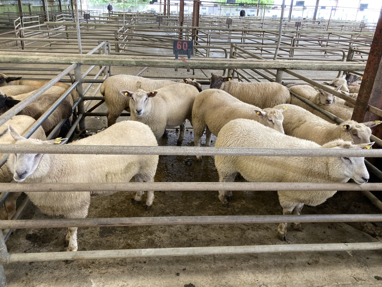 These 54kg lambs topped the sale at Athenry Mart yesterday (Monday, June 14) at €170/head