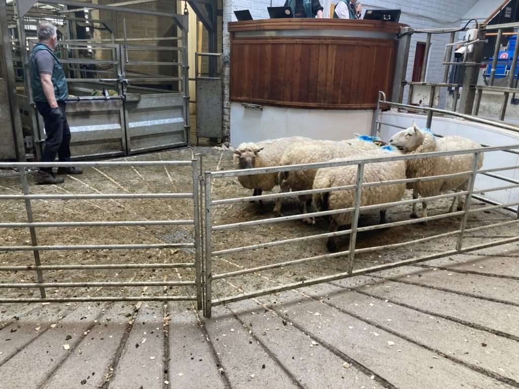 These four 80kg ewes sold for €140/head at Kilkenny Mart last week