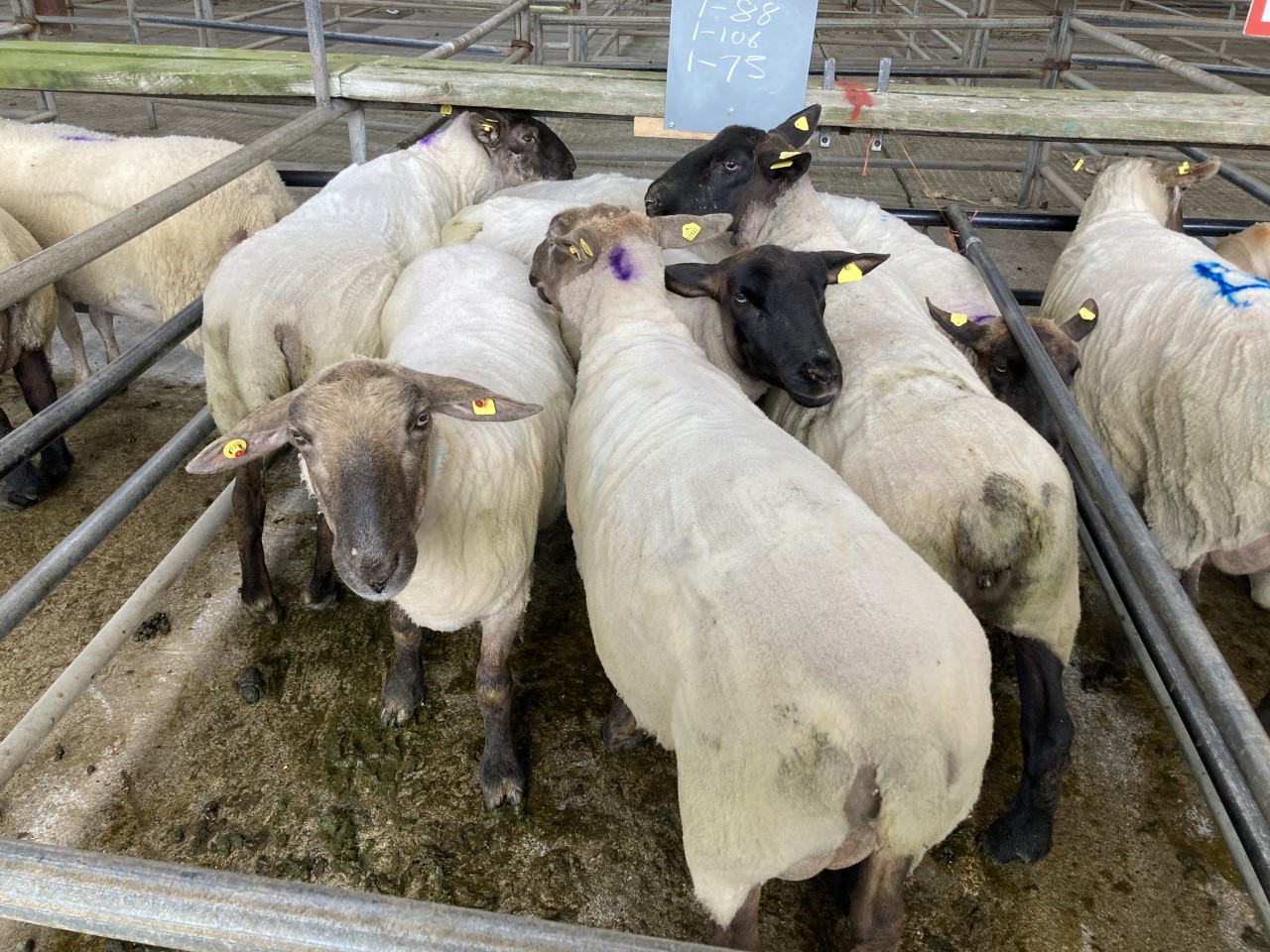 These ewes weighing 88kg, deemed fit for breeding, sold for €156/head