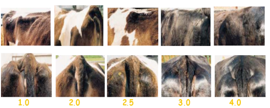 Image source: Teagasc