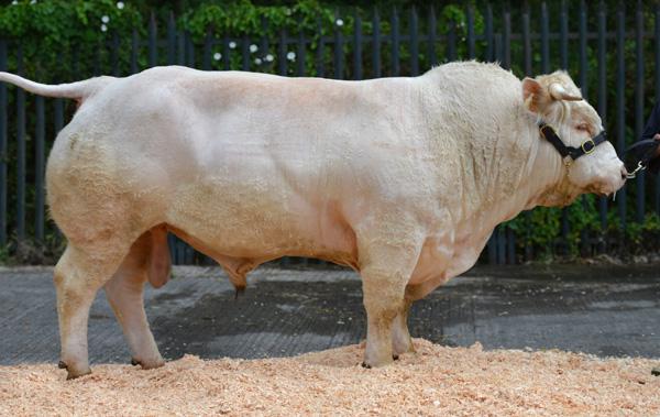 Fiston (FSZ)Image source: Progressive Genetics