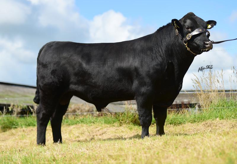 Intelagri Matteo E.T.Image source: Progressive Genetics