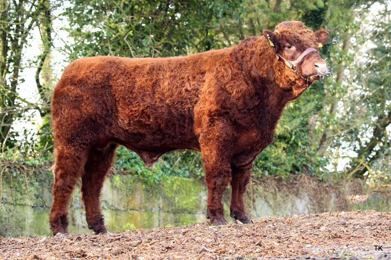 Knottown RoyImage source: Progressive Genetics