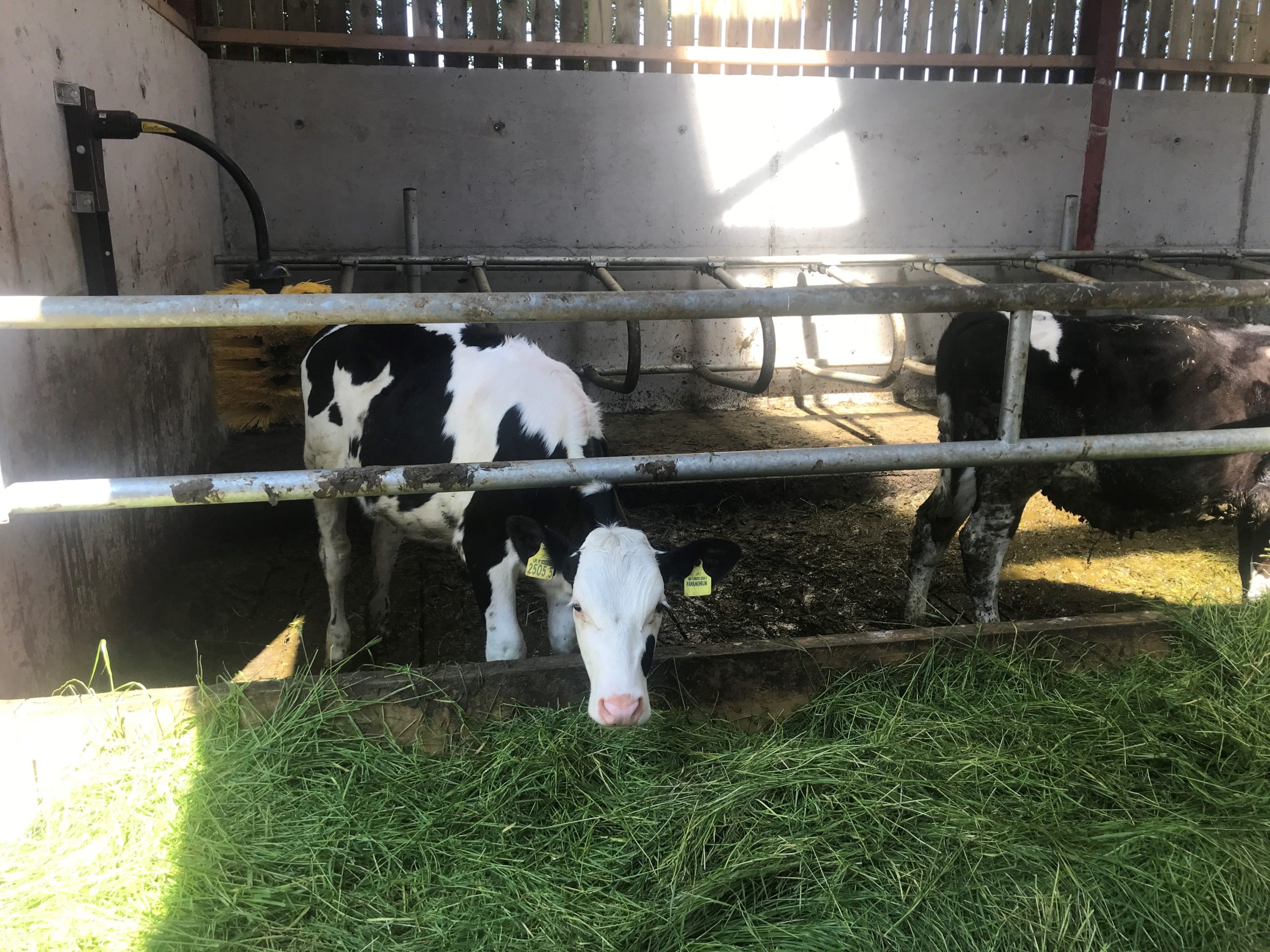 One of the Montbeliarde heifers