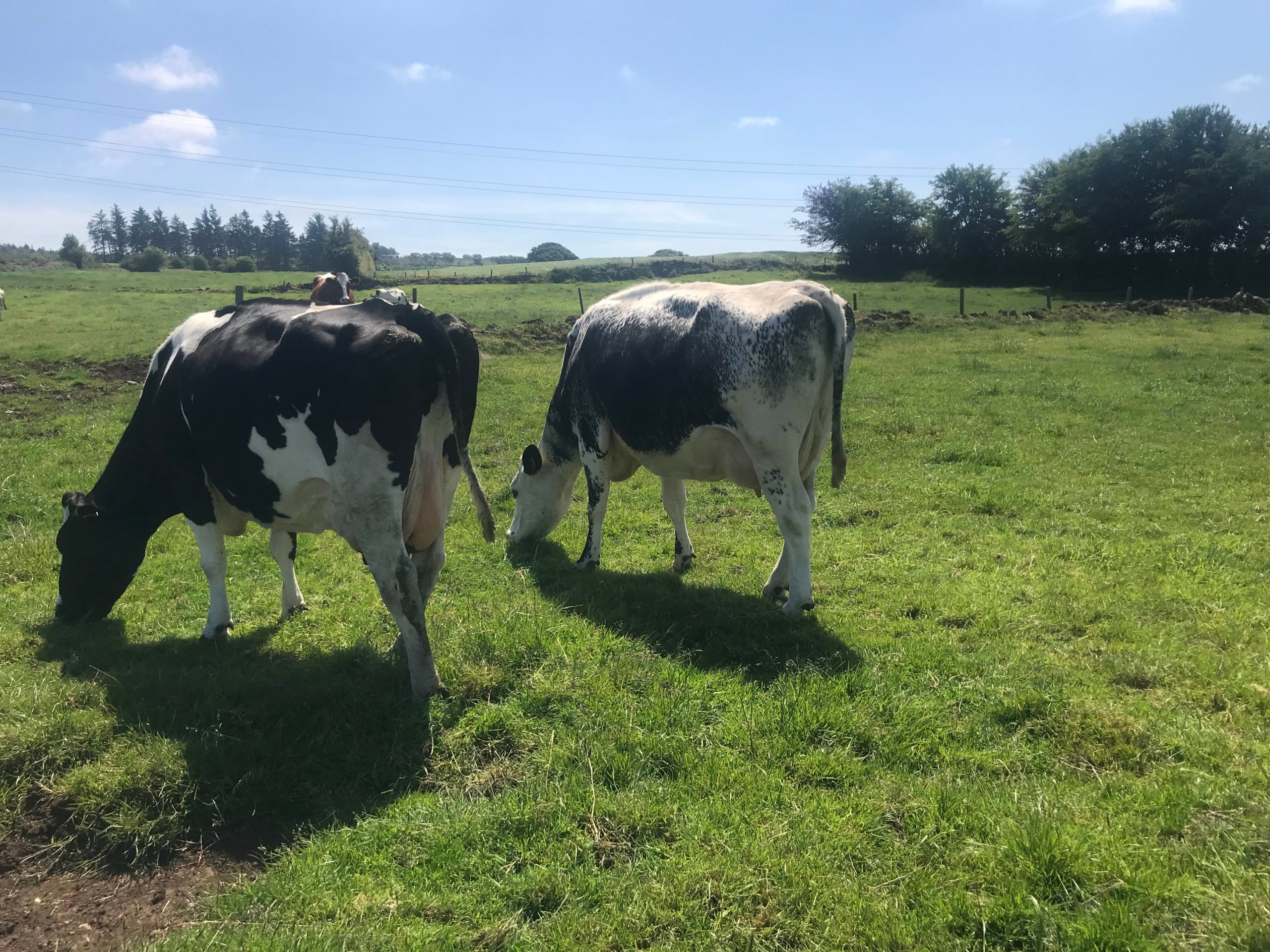Dry cows
