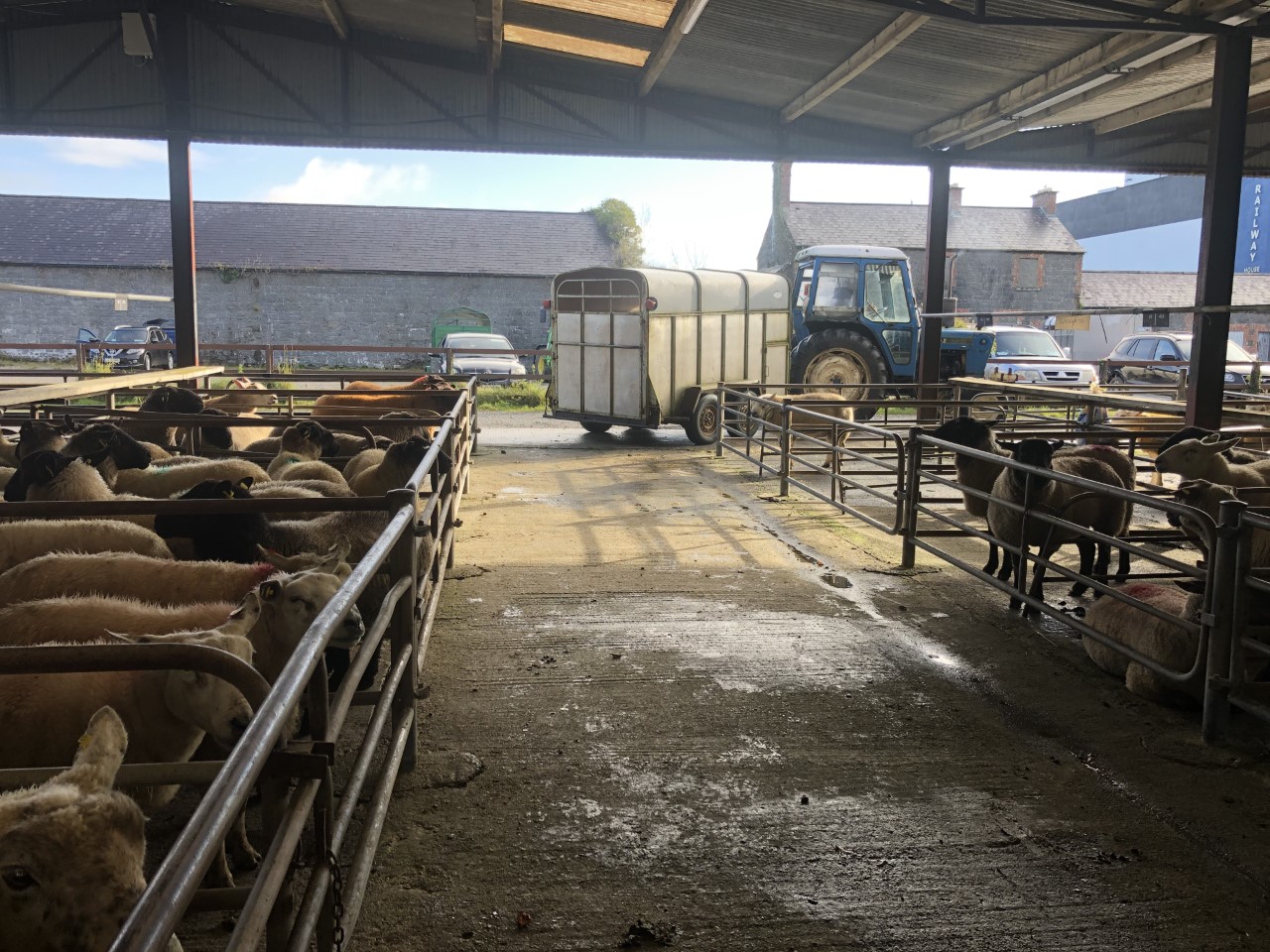 Farmer dropping off sheep at Loughrea Mart