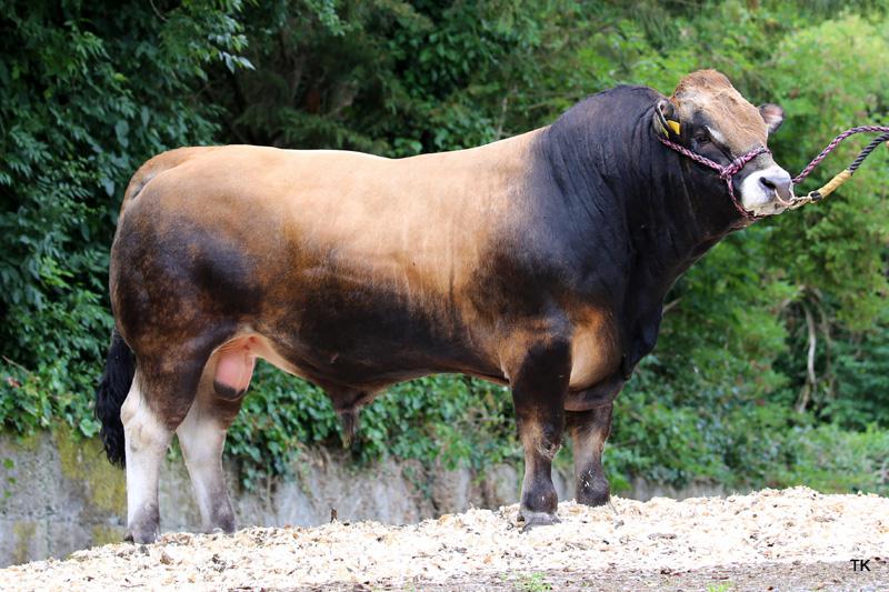 Turloughmore Magnificent  Image source: Progressive Genetics