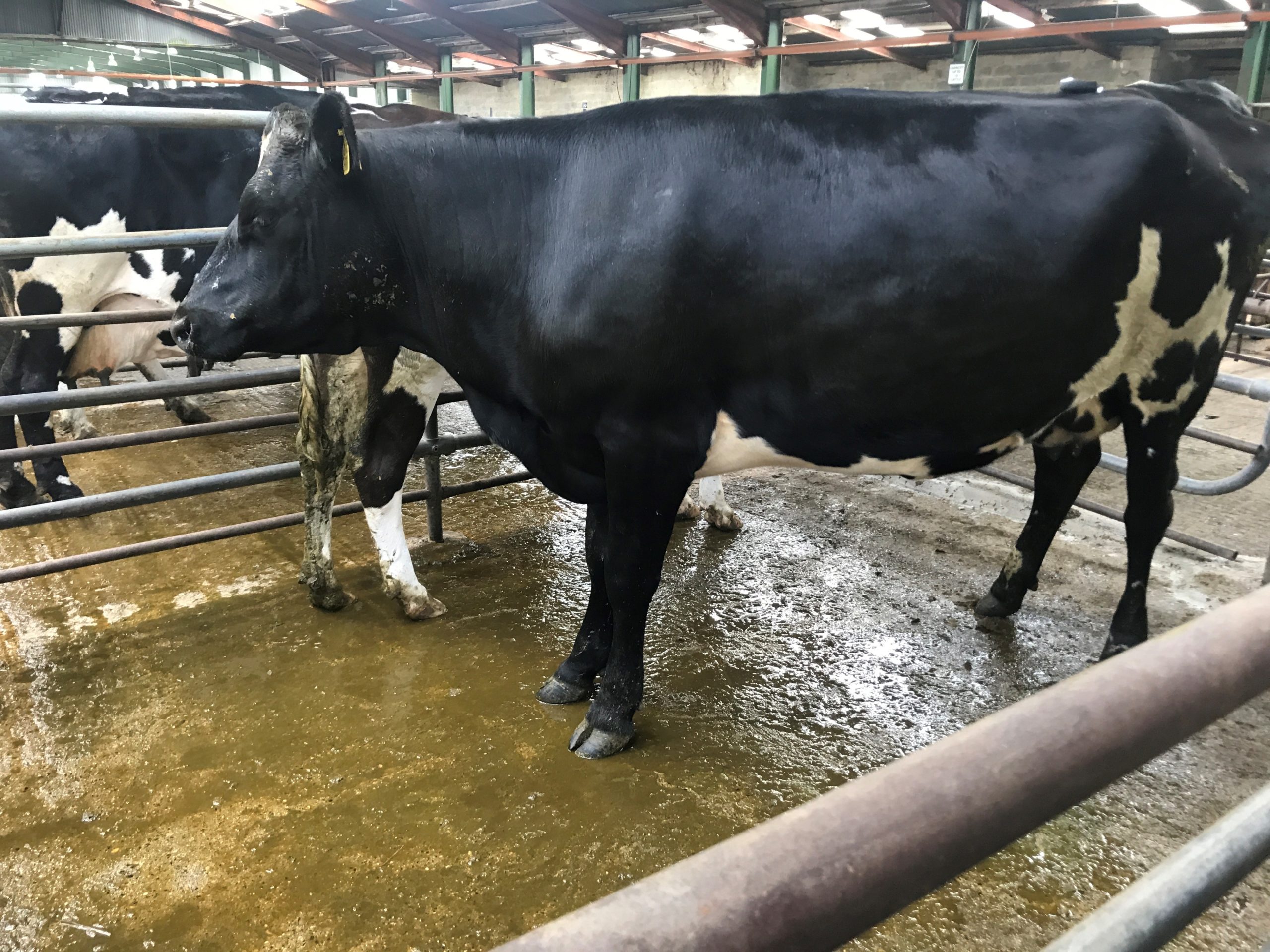 This Jersey-cross cow weighing 520kg sold for €710, or €1.37/kg