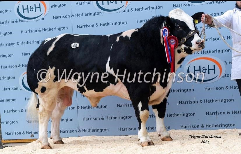 Brownview Nelson. Image source: Wayne Hutchinson, via Richard Stanley