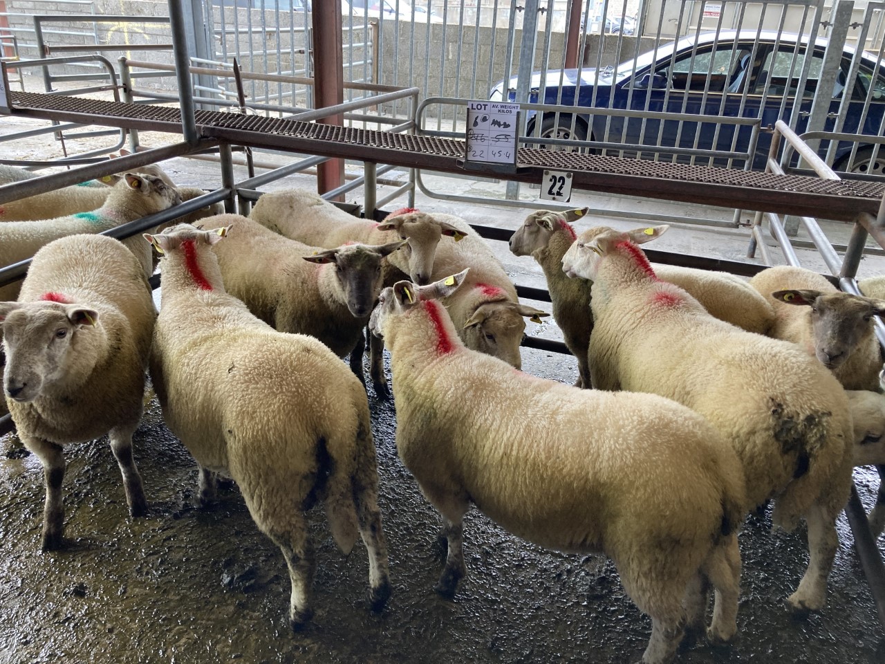 Factory prices for lambs have taken a hit over the past few weeks and this has trickled down into the mart trade