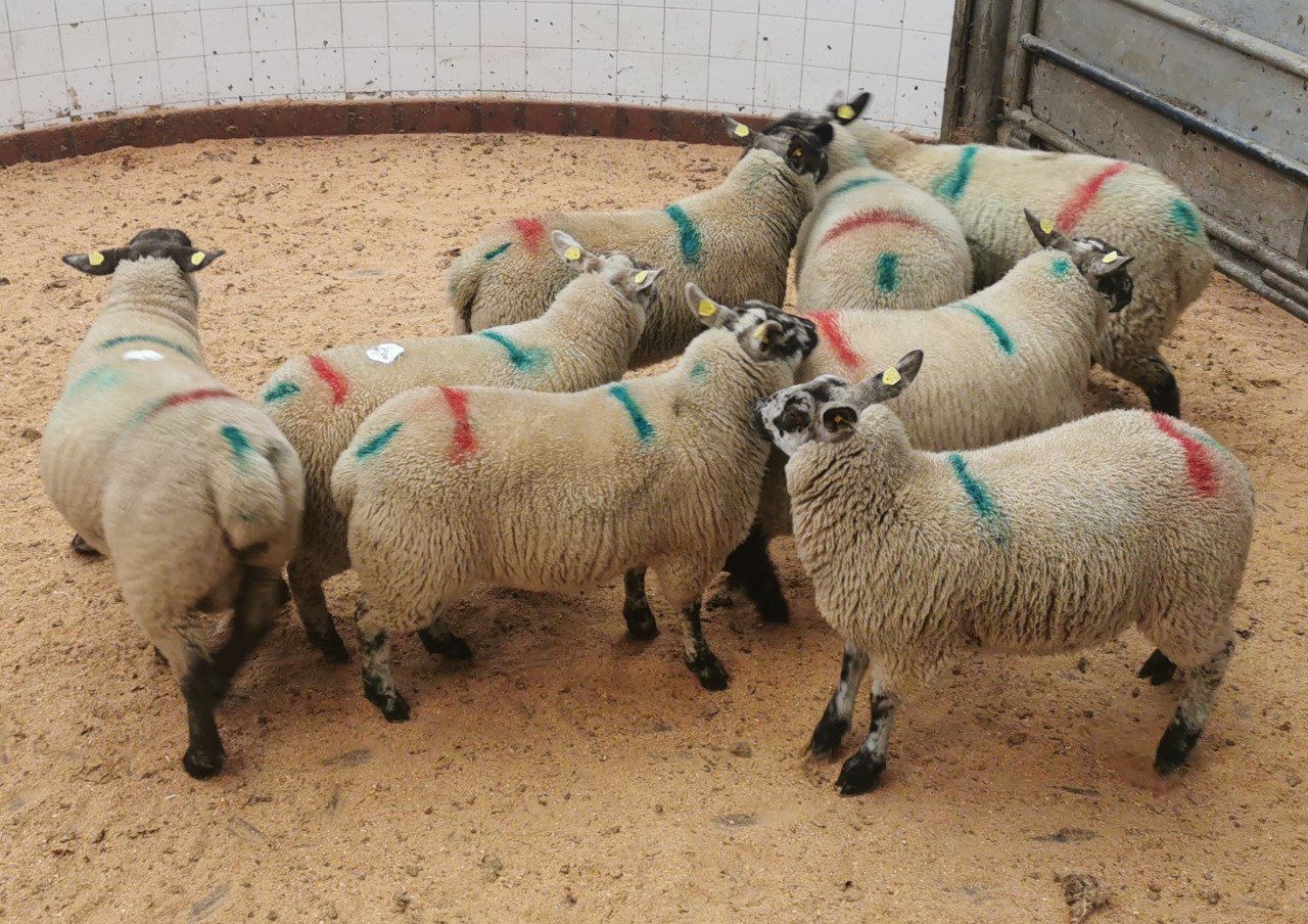 Lambs on offer at Baltinglass Mart on Saturday (June 26)