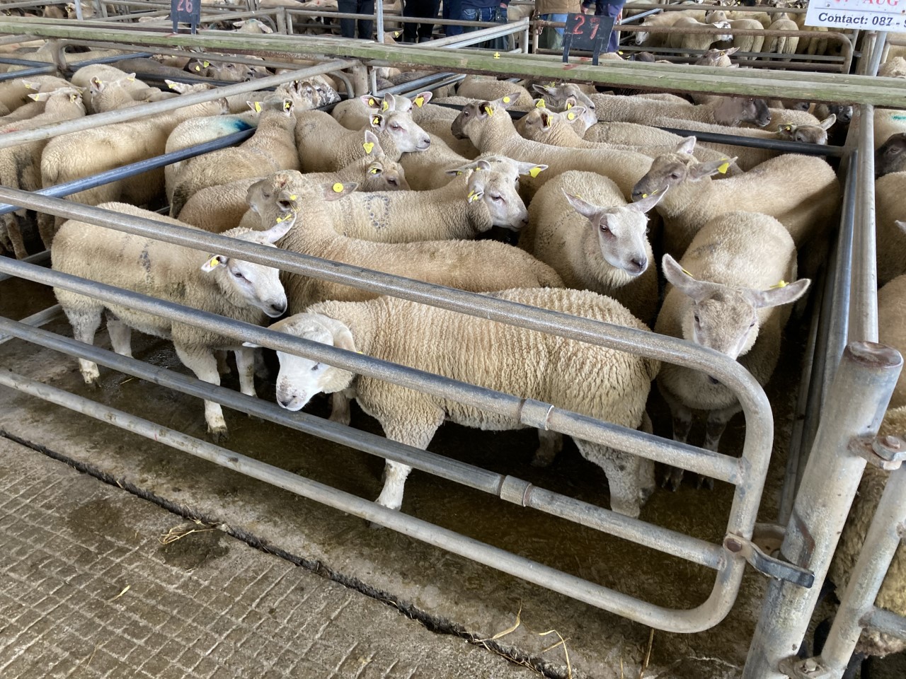 This pen of 17 lambs weighing 46kg sold for €154/head at Athenry Mart yesterday (Monday, June 14)
