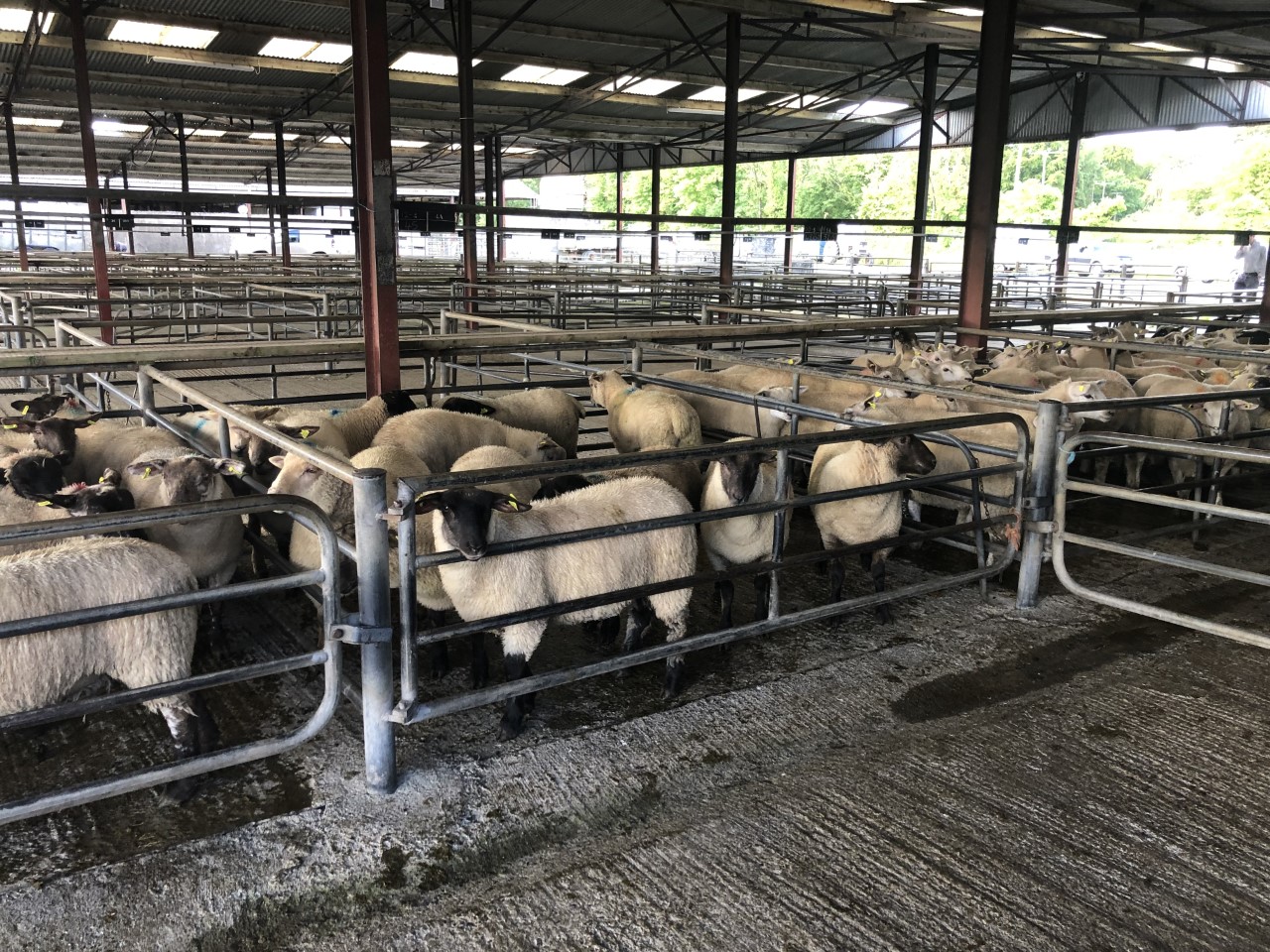 Lambs at Loughrea Mart