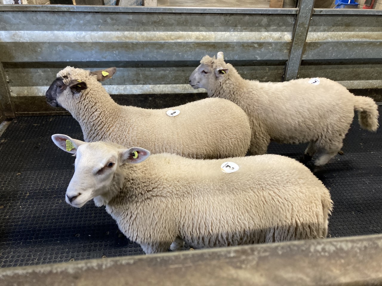 Lambs on the scales at Kilkenny Mart on Monday