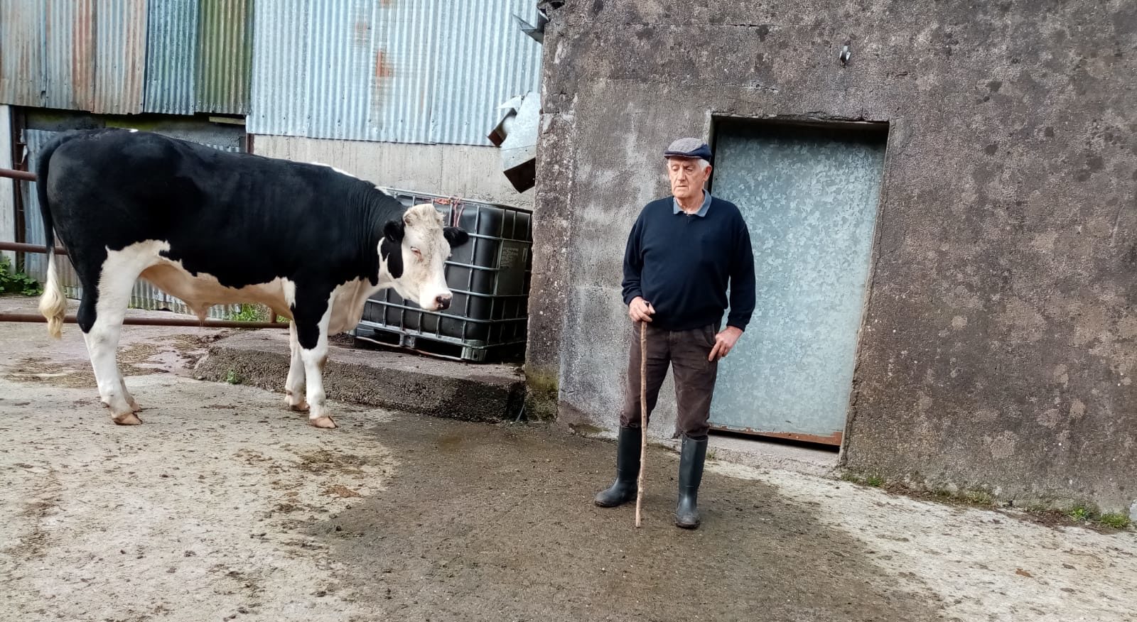 Gerard Hurley donated a bullock