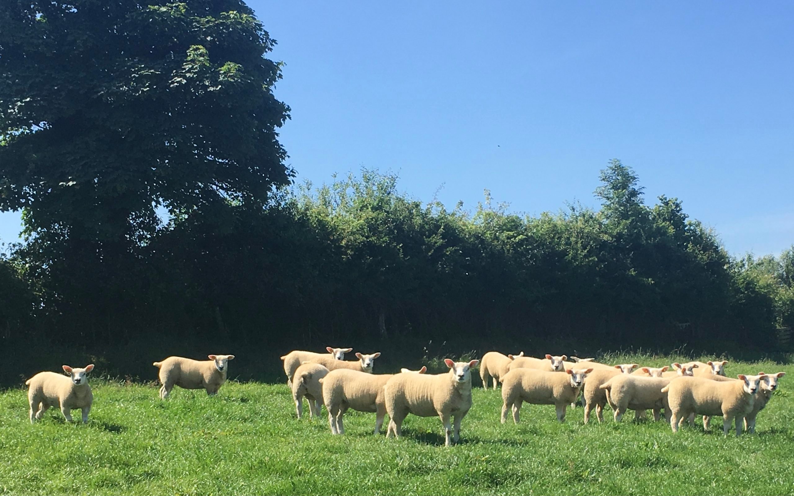 Abers on the Dunnes farm