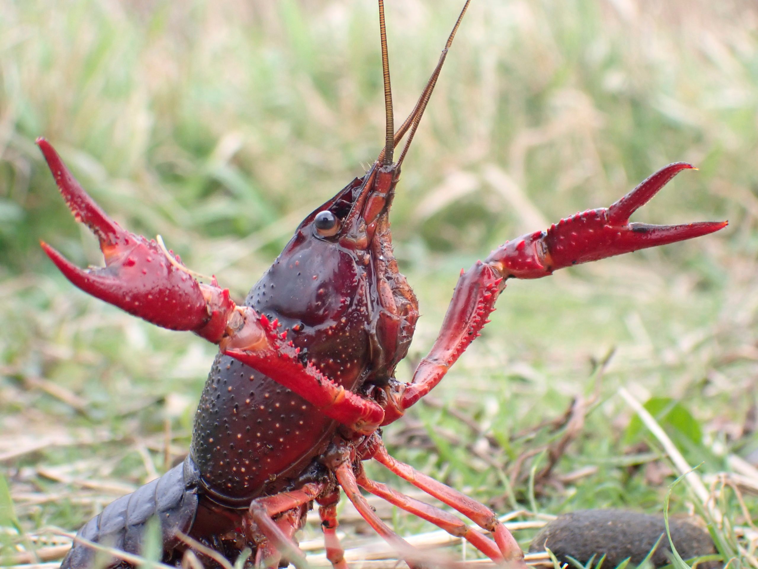 Red swamp crayfish. Photo: Clothilde Pérot-Guillaume