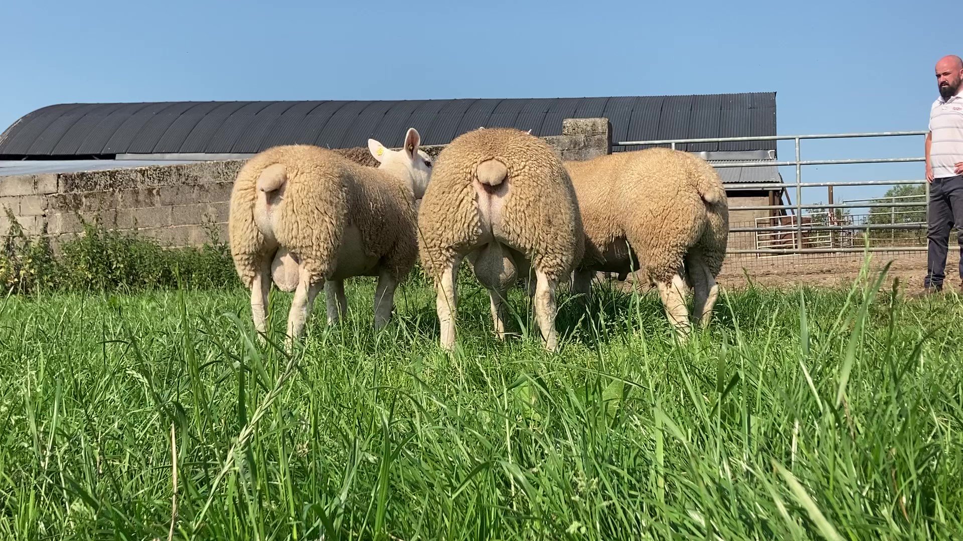 Texel ram lambs for the Big Boy ram sale