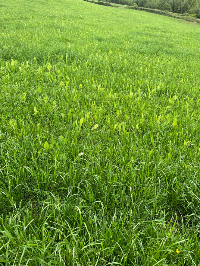 Herbs, clovers and grasses that are visible in the pasture