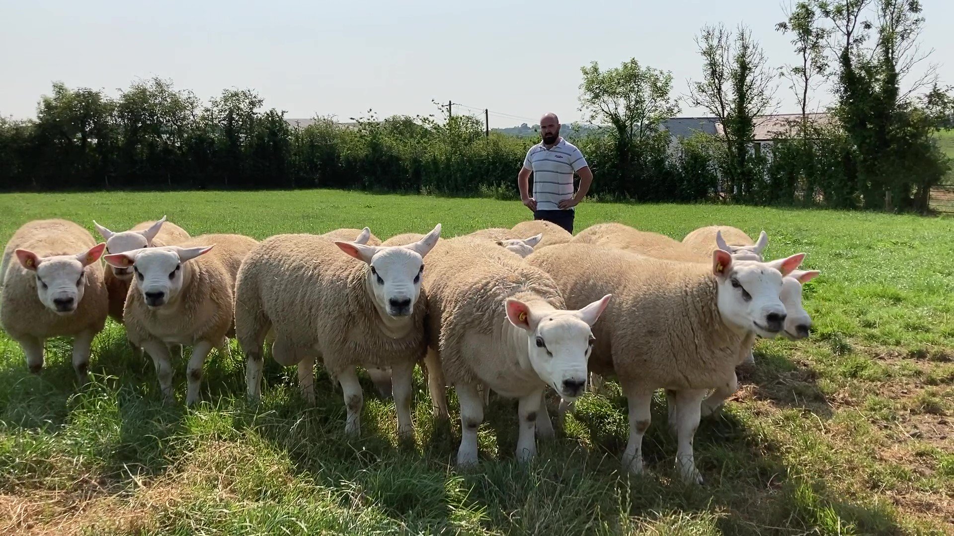 James Dunne with his Texel ram lambs, that will be on offer at the Big Boy Ram Sale