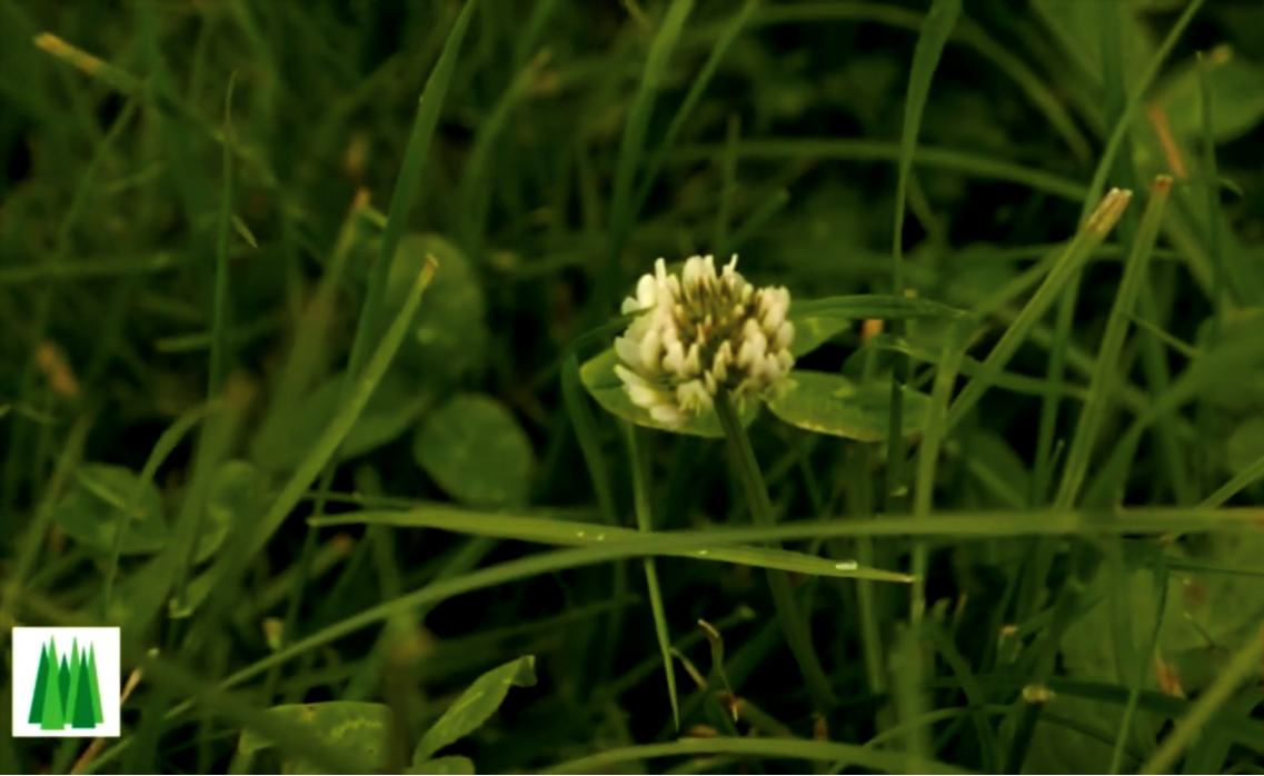 Image source: IGA
