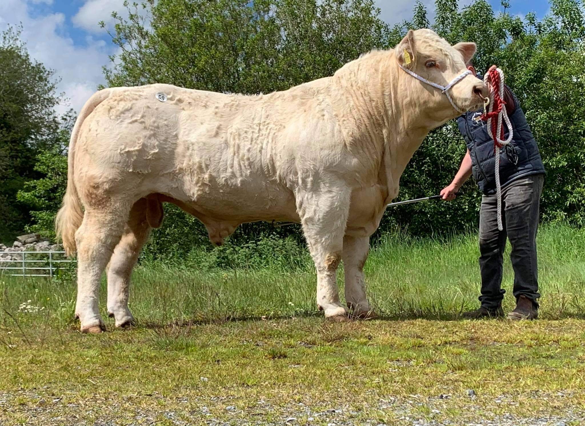 Kilduff Rockstar that sold for €11,200 at the Charolais Society sale in May