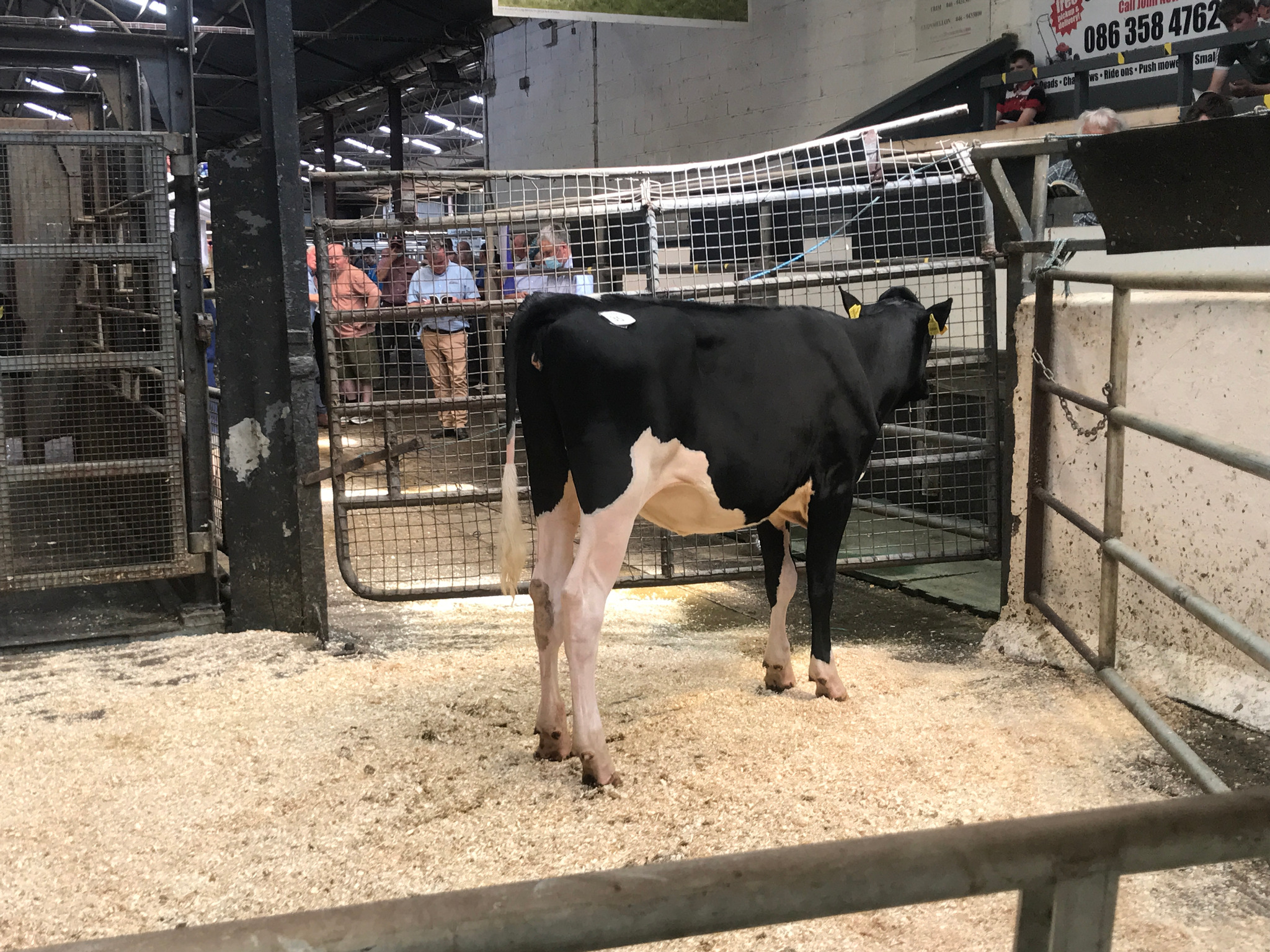 Lot: 35 Monamore pink Lady 14 *RC Sold for €4,000