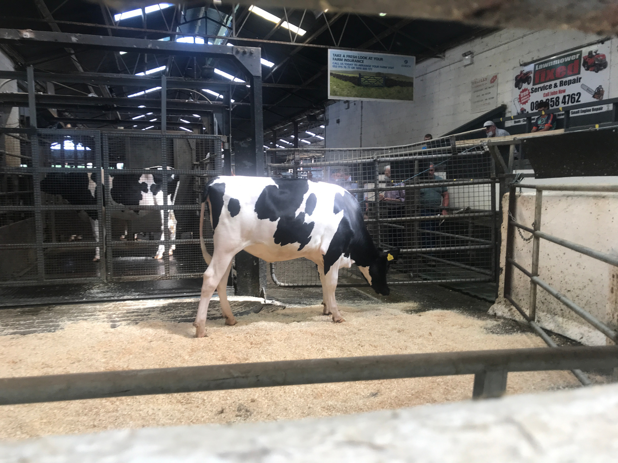 Lot: 4 Monamore MVP Miss EllySold for €3,700