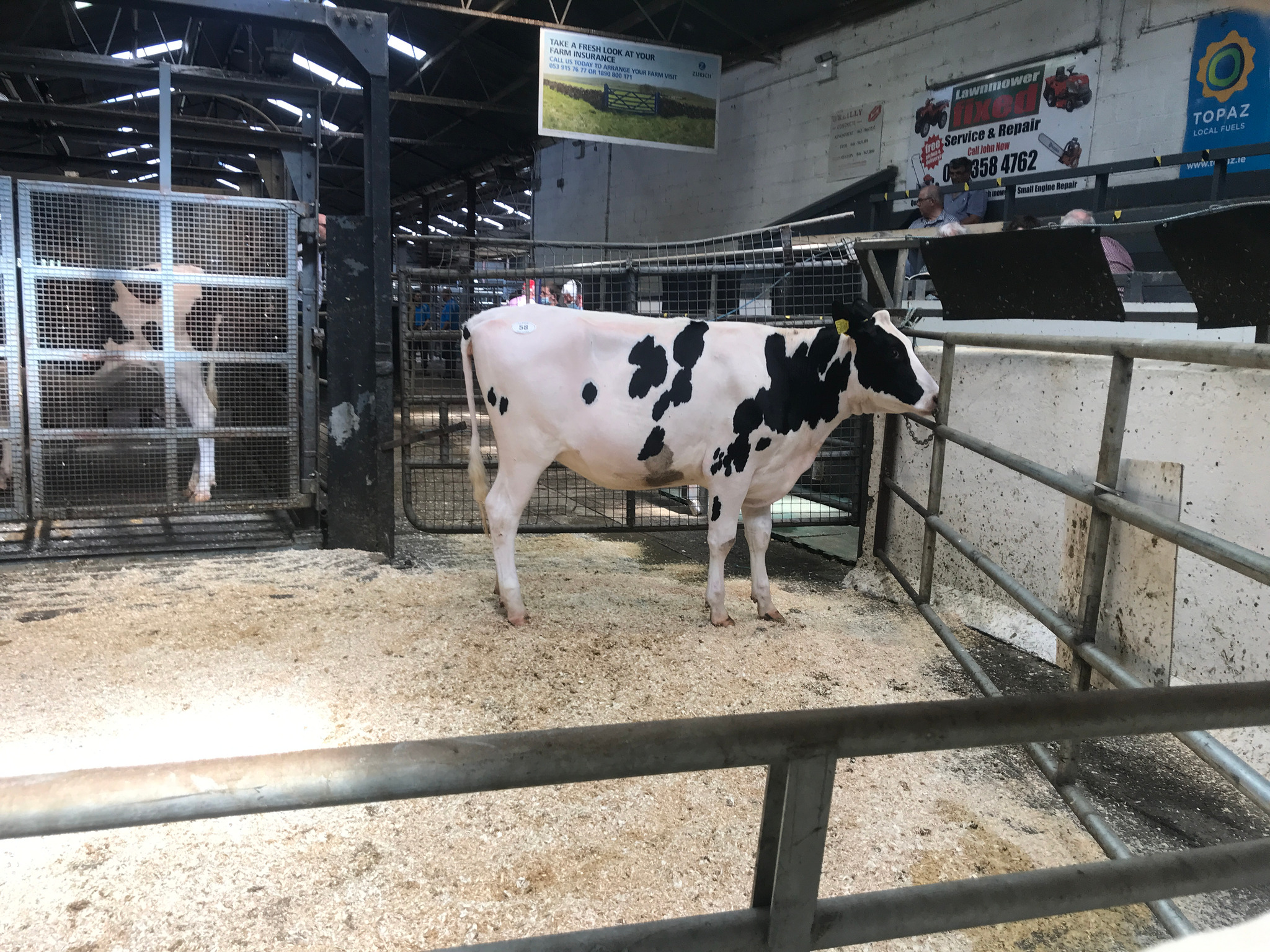 Lot 58: Monamore Miss Elly 95 Sold for €3,600