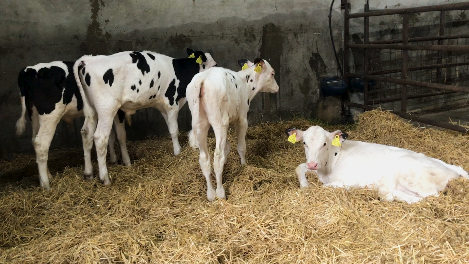 Purchased bull calves to be used for breeding