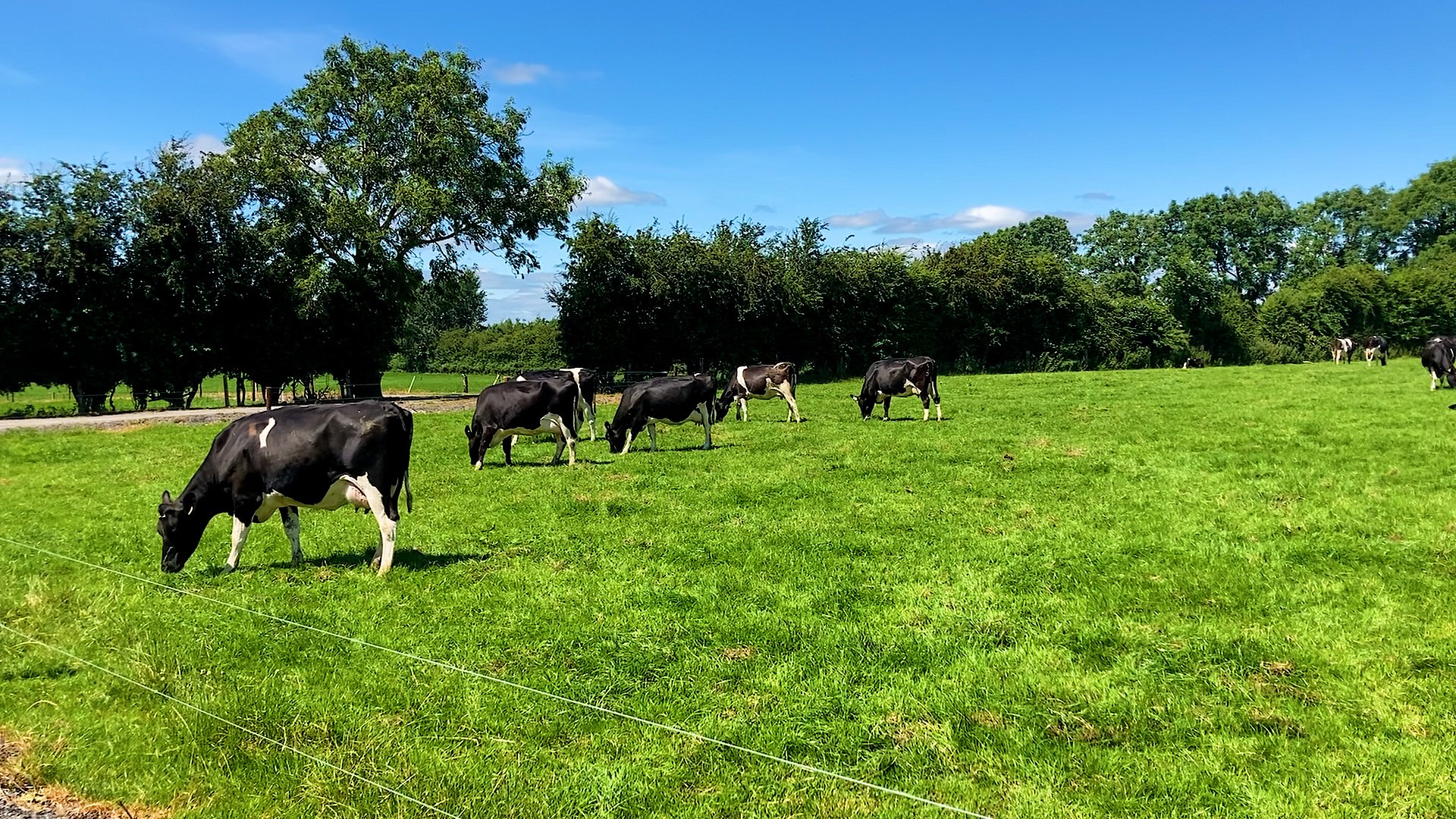 Cows grazing on the Dillons farm