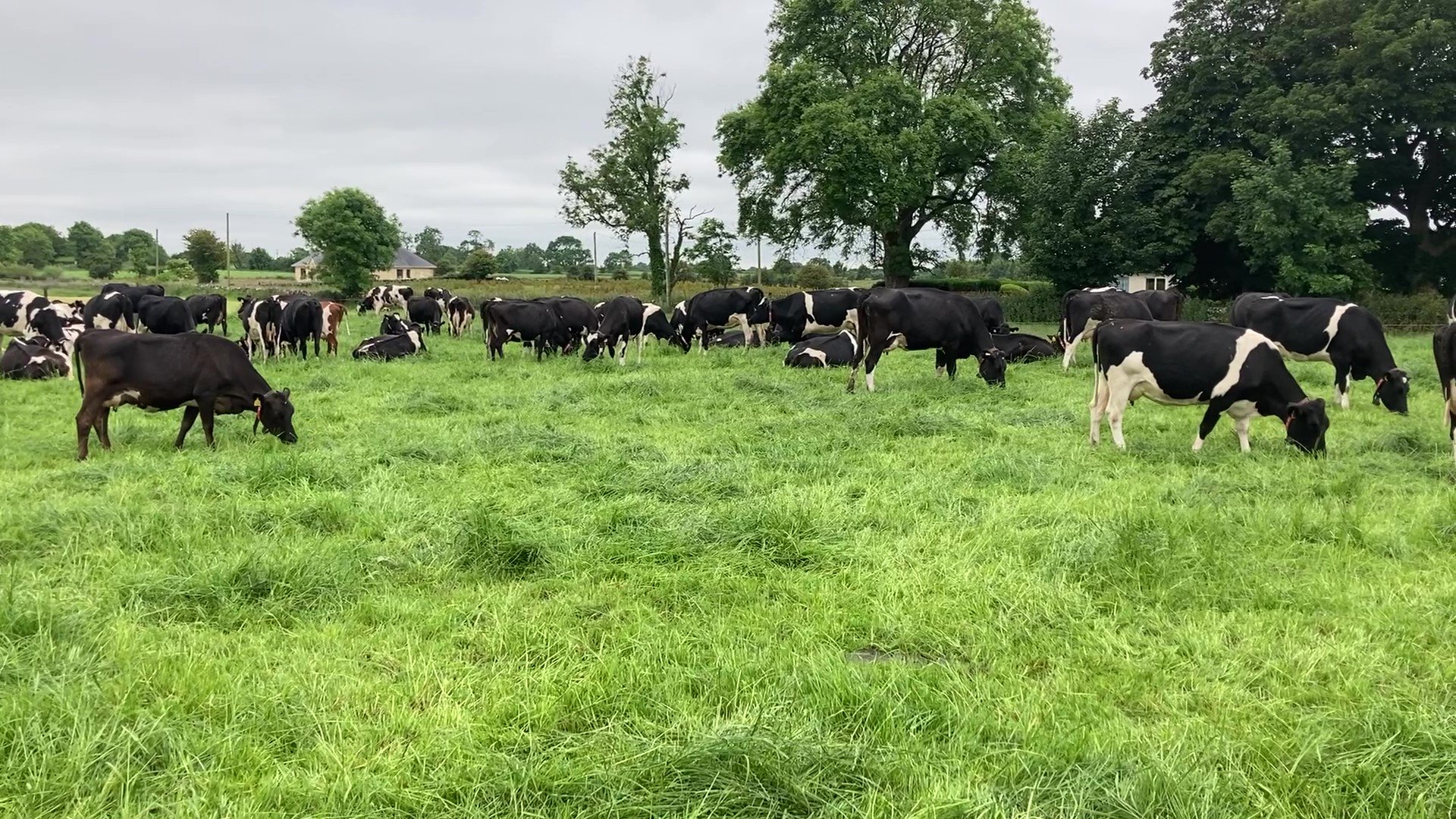 Tom's herd of cows