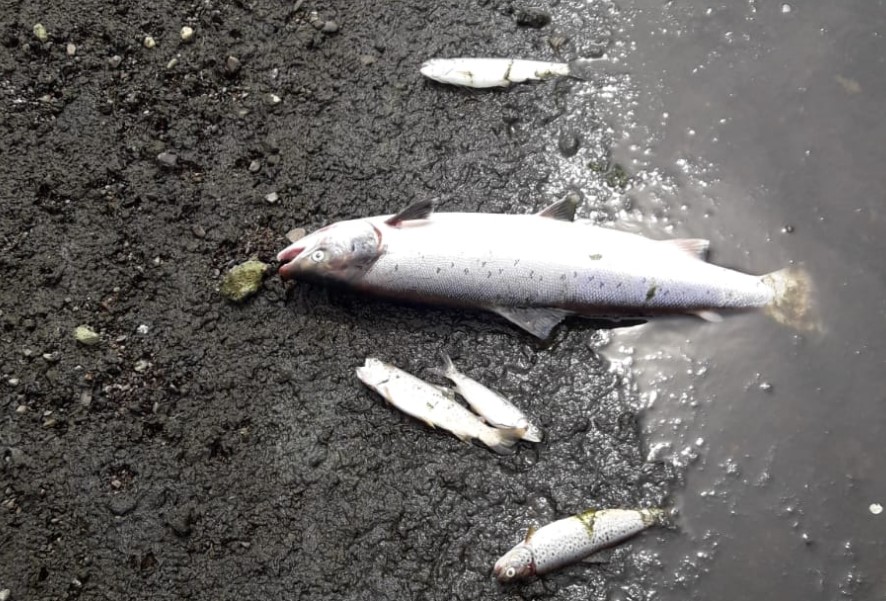 Fish samples, including an adult salmon, at the River Ilen in Co. Cork