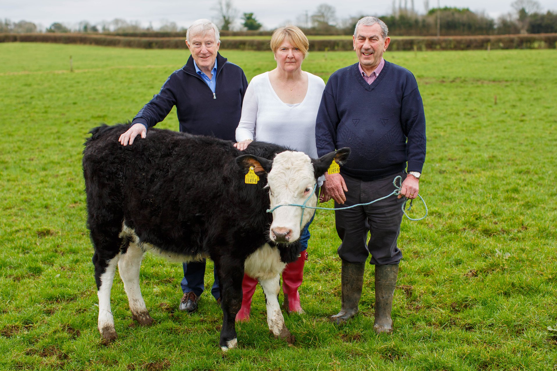 'Hooves 4 Hospice gets its first calf on board' - photo via Hooves 4 Hospice facebook