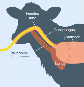 Image source: Agriculture and Horticulture Development Board (AHDB)