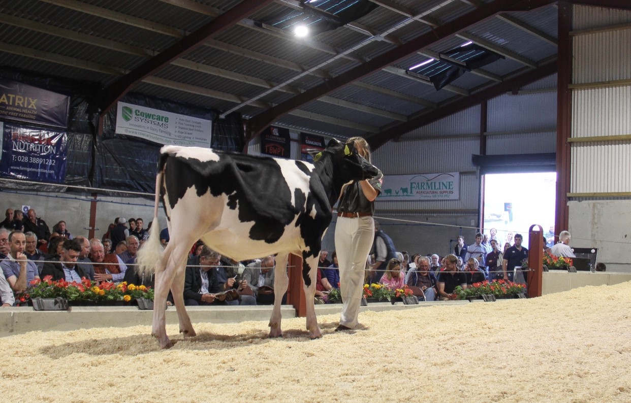 Image source: Evie TomlinsonLot 29: Mourneview Diamond Squaw sold for 5,300gns
