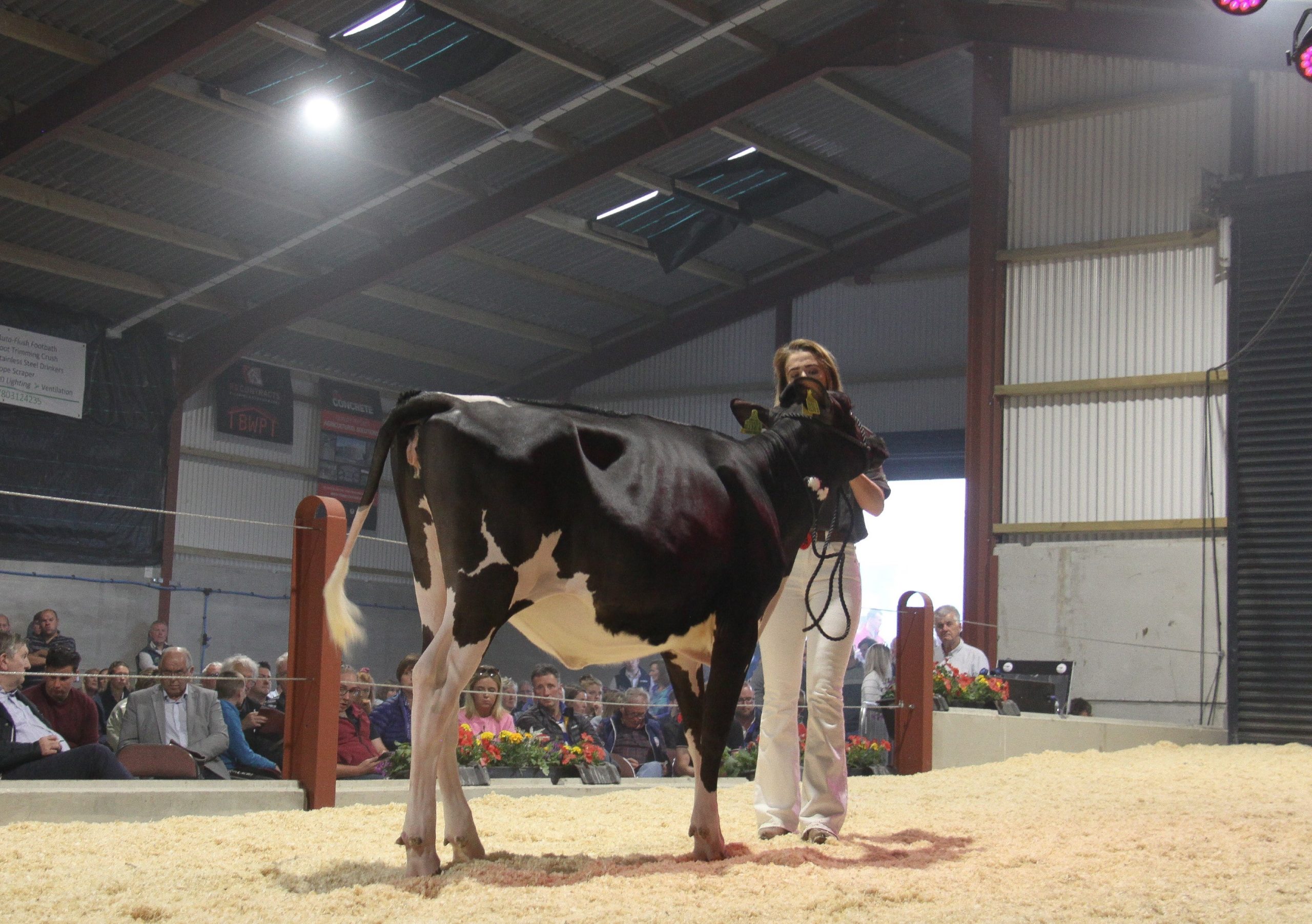 Image source: Evie TomlinsonLot 38: Hilltara Diamondback Maude 9 sold for 5,000gns