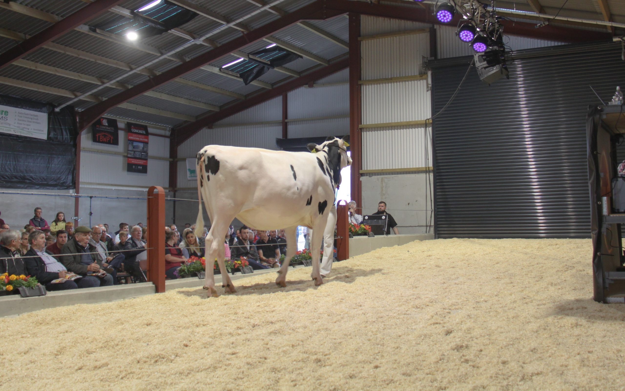 Image source: Evie TomlinsonLot 9: Glasson Fitz S Gail 2 sold for 5,600gns