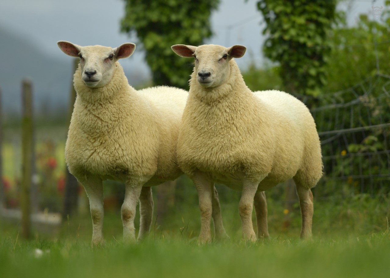 The two Chartex ewe lambs being raffled