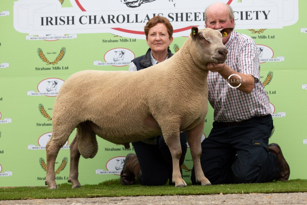 Image source: Irish Charollais Sheep Society