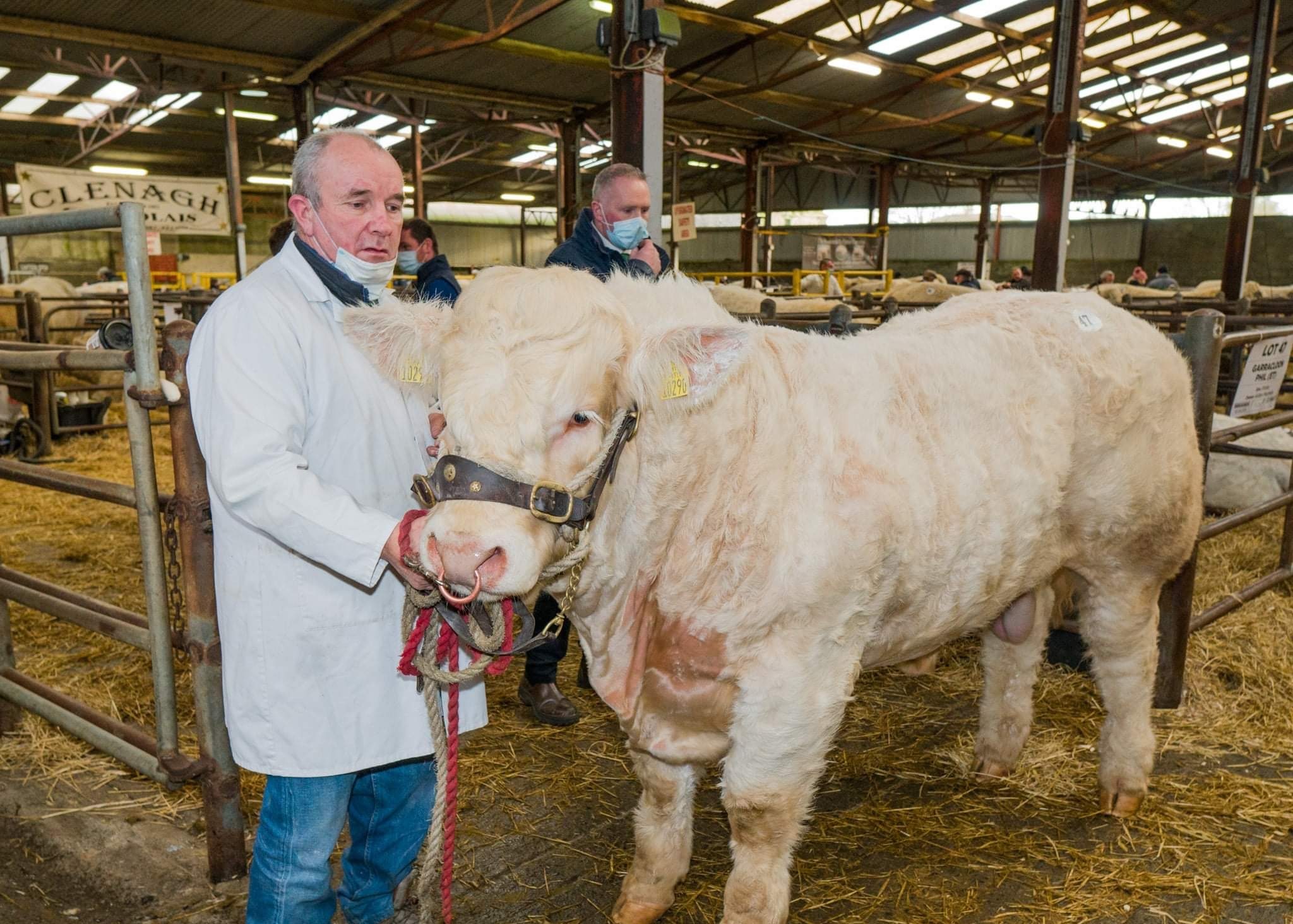Aidan McHale with Garracloon Phil that sold for €9,600 at the 2020 Charolais Christmas Cracker bull sale in Elphin